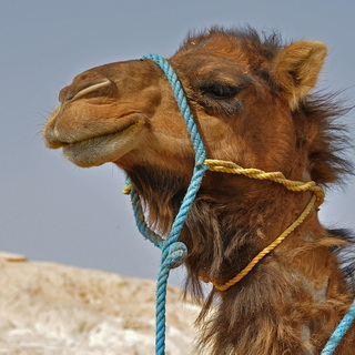 Camel